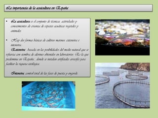 La importancia de la acuicultura en España
• La acuicultura es el conjunto de técnicas, actividades y
conocimientos de crianza de especies acuáticas vegetales y
animales.

• Hay dos formas básicas de cultivos marinos: extensiva e
intensiva.:
Extensiva , basada en las posibilidades del medio natural que se
refuerza con siembra de alevines obtenidos en laboratorios. Es la que
predomina en España , donde se instalan artificiales arrecifes para
facilitar la riqueza ictológica.
Intensiva, control total de las fases de puesta y engorde.

 