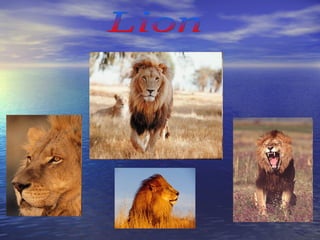Lion 