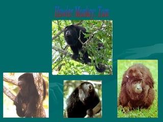 Howler Monkey: Tom 