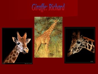 Giraffe: Richard 