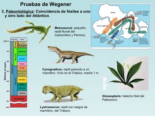 Pruebas de Wegener 3.  Paleontológica : Coincidencia de fósiles a uno y otro lado del Atlántico . Glossopteris :  helecho fósil del Paleozoico.  Cynognathus:  reptil parecido a un mamífero. Vivió en el Triásico, medía 1 m. Lystrosaurus:  reptil con rasgos de mamífero, del Triásico. Mesosaurus : pequeño reptil fluvial del Carbonífero y Pérmico. 
