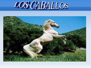 LOS CABALLOS