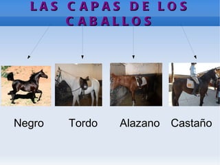 LAS CAPAS DE LOS CABALLOS Negro Tordo Alazano Castaño