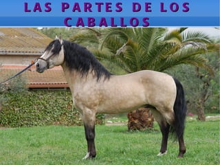 LAS PARTES DE LOS CABALLOS
