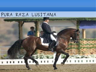 PURA RAZA LUSITANA