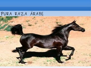 PURA RAZA ÁRABE