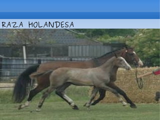 RAZA HOLANDESA