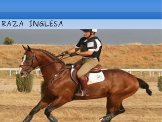 RAZA INGLESA