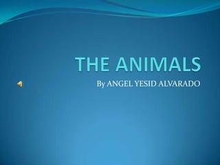 THE ANIMALS By ANGEL YESID ALVARADO 
