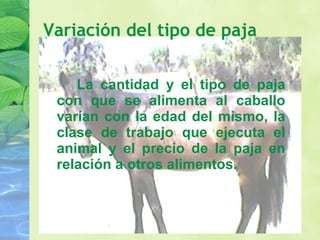 Variación del tipo de paja La cantidad y el tipo de paja con que se alimenta al caballo varían con la edad del mismo, la clase de trabajo que ejecuta el animal y el precio de la paja en relación a otros alimentos. 