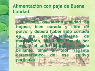 Alimentación con paja de Buena Calidad. La paja de buena calidad es hojosa, bien curada y libre de polvo, y deberá haber sido cortada en una etapa temprana de maduración. Los tallos han de ser finos y el color deberá ser verde brillante, tener un olor fragante característico de ese cultivo particular. 