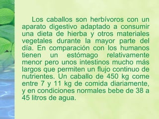 Los caballos son herbívoros con un aparato digestivo adaptado a consumir una dieta de hierba y otros materiales vegetales durante la mayor parte del día. En comparación con los humanos tienen un estómago relativamente menor pero unos intestinos mucho más largos que permiten un flujo continuo de nutrientes. Un caballo de 450 kg come entre 7 y 11 kg de comida diariamente, y en condiciones normales bebe de 38 a 45 litros de agua.  
