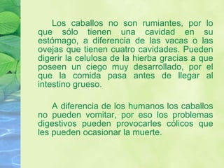 Los caballos no son rumiantes, por lo que sólo tienen una cavidad en su estómago, a diferencia de las vacas o las ovejas que tienen cuatro cavidades. Pueden digerir la celulosa de la hierba gracias a que poseen un ciego muy desarrollado, por el que la comida pasa antes de llegar al intestino grueso.  A diferencia de los humanos los caballos no pueden vomitar, por eso los problemas digestivos pueden provocarles cólicos que les pueden ocasionar la muerte.  