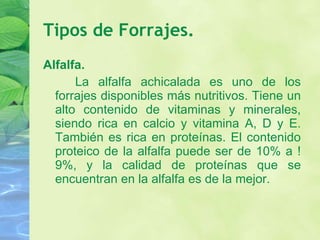 Tipos de Forrajes. Alfalfa. La alfalfa achicalada es uno de los forrajes disponibles más nutritivos. Tiene un alto contenido de vitaminas y minerales, siendo rica en calcio y vitamina A, D y E. También es rica en proteínas. El contenido proteico de la alfalfa puede ser de 10% a !9%, y la calidad de proteínas que se encuentran en la alfalfa es de la mejor. 