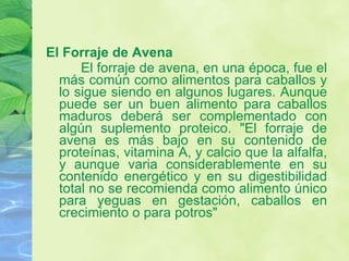 El Forraje de Avena El forraje de avena, en una época, fue el más común como alimentos para caballos y lo sigue siendo en algunos lugares. Aunque puede ser un buen alimento para caballos maduros deberá ser complementado con algún suplemento proteico. "El forraje de avena es más bajo en su contenido de proteínas, vitamina A, y calcio que la alfalfa, y aunque varia considerablemente en su contenido energético y en su digestibilidad total no se recomienda como alimento único para yeguas en gestación, caballos en crecimiento o para potros"  
