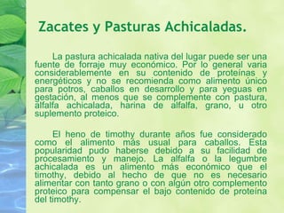 Zacates y Pasturas Achicaladas. La pastura achicalada nativa del lugar puede ser una fuente de forraje muy económico. Por lo general varia considerablemente en su contenido de proteínas y energéticos y no se recomienda como alimento único para potros, caballos en desarrollo y para yeguas en gestación, al menos que se complemente con pastura, alfalfa achicalada, harina de alfalfa, grano, u otro suplemento proteico. El heno de timothy durante años fue considerado como el alimento más usual para caballos. Esta popularidad pudo haberse debido a su facilidad de procesamiento y manejo. La alfalfa o la legumbre achicalada es un alimento más económico que el timothy, debido al hecho de que no es necesario alimentar con tanto grano o con algún otro complemento proteico para compensar el bajo contenido de proteína del timothy. 