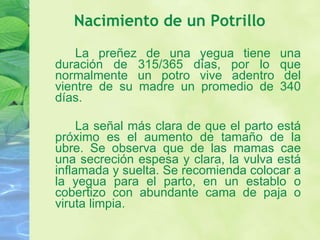 Nacimiento de un Potrillo  La preñez de una yegua tiene una duración de 315/365 días, por lo que normalmente un potro vive adentro del vientre de su madre un promedio de 340 días.  La señal más clara de que el parto está próximo es el aumento de tamaño de la ubre. Se observa que de las mamas cae una secreción espesa y clara, la vulva está inflamada y suelta. Se recomienda colocar a la yegua para el parto, en un establo o cobertizo con abundante cama de paja o viruta limpia.  