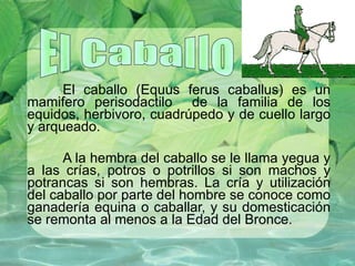 El caballo (Equus ferus caballus) es un mamifero perisodactilo  de la familia de los equidos, herbivoro, cuadrúpedo y de cuello largo y arqueado. A la hembra del caballo se le llama yegua y a las crías, potros o potrillos si son machos y potrancas si son hembras. La cría y utilización del caballo por parte del hombre se conoce como ganadería equina o caballar, y su domesticación se remonta al menos a la Edad del Bronce. El Caballo 