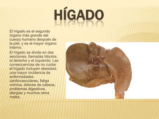 HÍGADO
El hígado es el segundo
órgano más grande del
cuerpo humano después de
la piel, y es el mayor órgano
interno.
El hígado se divide en dos
secciones, llamadas lóbulos:
el derecho y el izquierdo. Las
consecuencias de no cuidar
el hígado incluyen obesidad,
una mayor incidencia de
enfermedades
cardiovasculares, fatiga
crónica, dolores de cabeza,
problemas digestivos,
alergias y muchos otros
males.
 