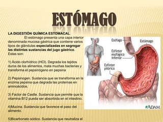 ESTÓMAGO
LA DIGESTIÓN QUÍMICA ESTOMACAL.
           El estómago presenta una capa interior
denominada mucosa gástrica que contiene varios
tipos de glándulas especializadas en segregar
las distintas sustancias del jugo gástrico.
Estas son:

1) Ácido clorhídrico (HCl). Degrada los tejidos
duros de los alimentos, mata muchas bacterias y
transforma el pepsinógeno en pepsina

2) Pepsinogen. Sustancia que se transforma en la
enzima pepsina que degrada las proteínas en
aminoácidos.

3) Factor de Castle. Sustancia que permite que la
vitamina B12 pueda ser absorbida en el intestino.

4)Mucina. Sustancia que favorece el paso del
alimento.

5)Bicarbonato sódico. Sustancia que neutraliza el
 