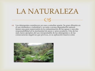 LA NATURALEZA
          
 Los detergentes constituyen un caso a estudiar aparte. Su gran difusión en
  el uso doméstico e industrial y su nula o escasa degradación natural,
  tienen una gran repercusión en la contaminación de las aguas y una alta
  responsabilidad en la mortandad de peces y seres acuáticos. Uno de los
  más claros ejemplos del uso irresponsable de los detergentes y de las
  consecuencias negativas que provoca, es su aplicación masiva como
 