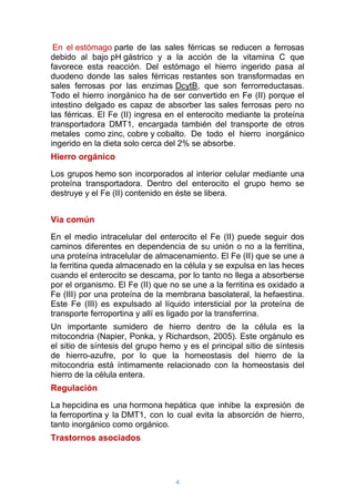 4
En el estómago parte de las sales férricas se reducen a ferrosas
debido al bajo pH gástrico y a la acción de la vitamina C que
favorece esta reacción. Del estómago el hierro ingerido pasa al
duodeno donde las sales férricas restantes son transformadas en
sales ferrosas por las enzimas DcytB, que son ferrorreductasas.
Todo el hierro inorgánico ha de ser convertido en Fe (II) porque el
intestino delgado es capaz de absorber las sales ferrosas pero no
las férricas. El Fe (II) ingresa en el enterocito mediante la proteína
transportadora DMT1, encargada también del transporte de otros
metales como zinc, cobre y cobalto. De todo el hierro inorgánico
ingerido en la dieta solo cerca del 2% se absorbe.
Hierro orgánico
Los grupos hemo son incorporados al interior celular mediante una
proteína transportadora. Dentro del enterocito el grupo hemo se
destruye y el Fe (II) contenido en éste se libera.
Vía común
En el medio intracelular del enterocito el Fe (II) puede seguir dos
caminos diferentes en dependencia de su unión o no a la ferritina,
una proteína intracelular de almacenamiento. El Fe (II) que se une a
la ferritina queda almacenado en la célula y se expulsa en las heces
cuando el enterocito se descama, por lo tanto no llega a absorberse
por el organismo. El Fe (II) que no se une a la ferritina es oxidado a
Fe (III) por una proteína de la membrana basolateral, la hefaestina.
Este Fe (III) es expulsado al líquido intersticial por la proteína de
transporte ferroportina y allí es ligado por la transferrina.
Un importante sumidero de hierro dentro de la célula es la
mitocondria (Napier, Ponka, y Richardson, 2005). Este orgánulo es
el sitio de síntesis del grupo hemo y es el principal sitio de síntesis
de hierro-azufre, por lo que la homeostasis del hierro de la
mitocondria está íntimamente relacionado con la homeostasis del
hierro de la célula entera.
Regulación
La hepcidina es una hormona hepática que inhibe la expresión de
la ferroportina y la DMT1, con lo cual evita la absorción de hierro,
tanto inorgánico como orgánico.
Trastornos asociados
 