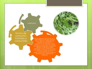 Efectos: Ojos rojos, boca seca, uso de
razón limitado o afectado, razón del
tiempo alterado, habilidades que
requieren concentración o
coordinación son afectadas, como
manejar un coche; paranoia, ataques
de ansiedad intensificados, percepción
alterada, se dificulta el asimilar
información nueva, problemas con el
aprendizaje, la memoria, la percepción
y el criterio, problemas con el
habla, con escuchar, pensar, atención
de información y resolución de
problemas
Forma de
consumo:
Fumada o
consumida
MARIHUANA
 