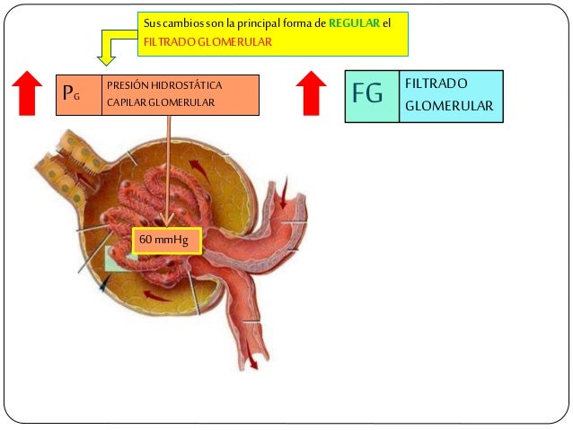 PG PRESIÃNHIDROSTÃTICA CAPILARGLOMERULAR FG FILTRADO GLOMERULAR 60mmHg Suscambiosson laprincipalformadeREGULARel FILTRADOG...