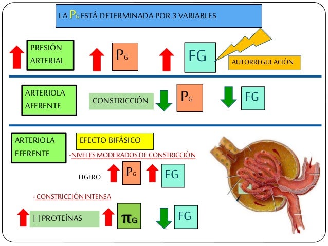 LA PGESTÃ DETERMINADA POR 3 VARIABLES PRESIÃN ARTERIAL FG ARTERIOLA EFERENTE AUTORREGULACIÃN EFECTO BIFÃSICO -NIVELESMODER...