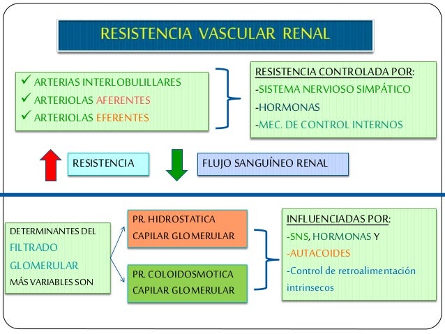 ï¼ARTERIAS INTERLOBULILLARES ï¼ARTERIOLAS AFERENTES ï¼ARTERIOLAS EFERENTES RESISTENCIA CONTROLADA POR: -SISTEMA NERVIOSO SIMP...