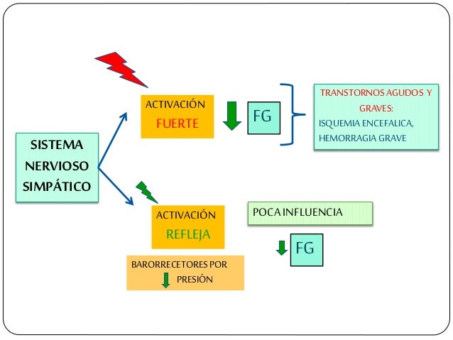 SISTEMA NERVIOSO SIMPÃTICO ACTIVACIÃN FUERTE FG TRANSTORNOSAGUDOS Y GRAVES: ISQUEMIA ENCEFALICA, HEMORRAGIAGRAVE ACTIVACIÃ...