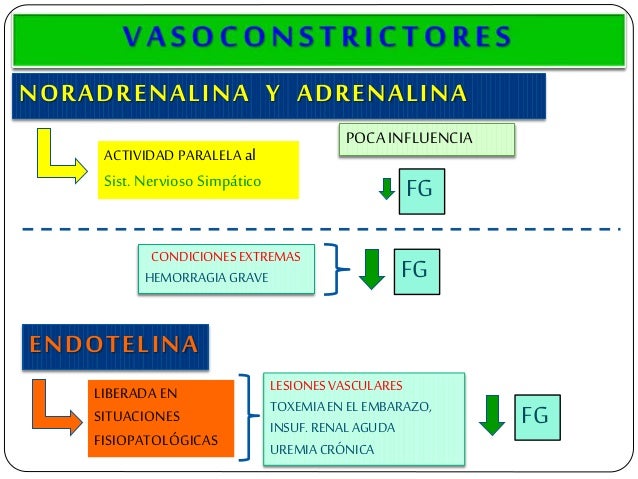 NORADRENALINA Y ADRENALINA ACTIVIDAD PARALELA al Sist. Nervioso SimpÃ¡tico FG POCA INFLUENCIA FGCONDICIONESEXTREMAS HEMORRA...