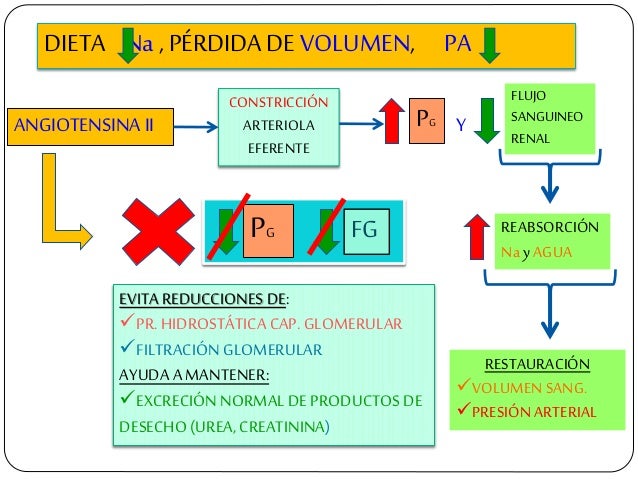 DIETA Na , PÃRDIDA DE VOLUMEN, PA ANGIOTENSINA II CONSTRICCIÃN ARTERIOLA EFERENTE FGPG PG FLUJO SANGUINEO RENAL REABSORCIÃ...