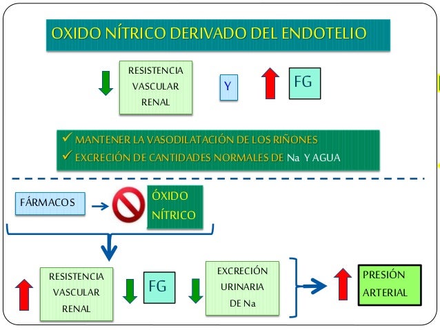 OXIDO NÃTRICO DERIVADO DEL ENDOTELIO RESISTENCIA VASCULAR RENAL FGY ï¼MANTENER LAVASODILATACIÃN DE LOSRIÃONES ï¼EXCRECIÃN DE...