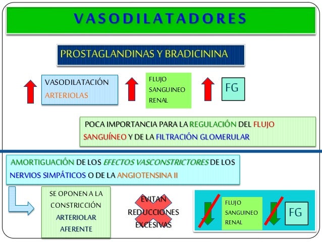 VASODILATACIÃN ARTERIOLAS FLUJO SANGUINEO RENAL FG POCAIMPORTANCIA PARA LA REGULACIÃN DEL FLUJO SANGUÃNEO Y DE LA FILTRACI...