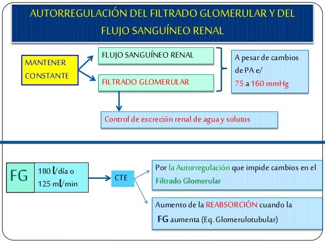 FLUJO SANGUÃNEO RENAL MANTENER CONSTANTE FILTRADO GLOMERULAR A pesar de cambios dePA e/ 75 a 160 mmHg Control deexcreciÃ³n ...