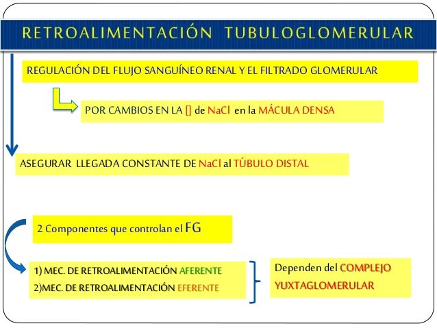 REGULACIÃN DEL FLUJO SANGUÃNEO RENAL Y EL FILTRADO GLOMERULAR POR CAMBIOS EN LA [] deNaCl enla MÃCULA DENSA 2 Componentes ...