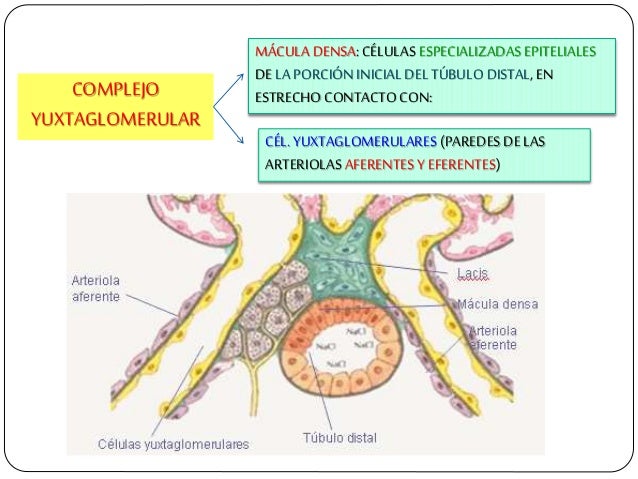 COMPLEJO YUXTAGLOMERULAR MÃCULA DENSA: CÃLULAS ESPECIALIZADAS EPITELIALES DELA PORCIÃN INICIAL DELTÃBULO DISTAL, EN ESTREC...
