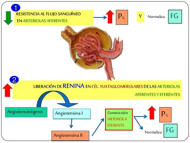FG RESISTENCIA ALFLUJO SANGUÃNEO EN ARTERIOLAS AFERENTES LIBERACIÃN DERENINA EN CÃL.YUXTAGLOMERULARES DE LAS ARTERIOLAS AF...