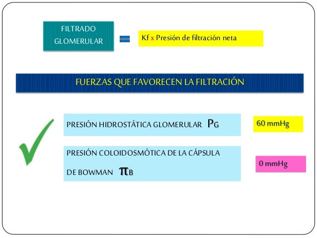 FILTRADO GLOMERULAR Kf x PresiÃ³n defiltraciÃ³n neta FUERZAS QUE FAVORECEN LA FILTRACIÃN PRESIÃN HIDROSTÃTICA GLOMERULAR PG ...