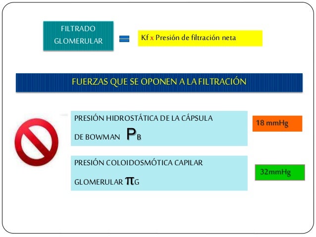 FUERZAS QUE SE OPONEN A LA FILTRACIÃN PRESIÃN COLOIDOSMÃTICA CAPILAR GLOMERULAR ÏG 18 mmHgPRESIÃN HIDROSTÃTICA DE LA CÃPSU...