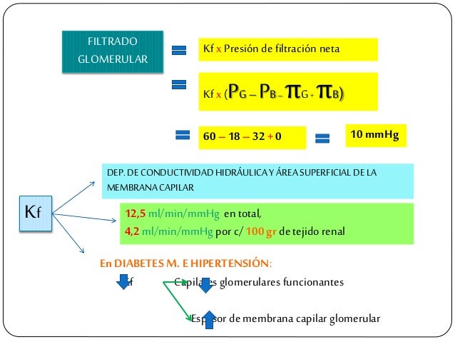 FILTRADO GLOMERULAR Kf x PresiÃ³n defiltraciÃ³n neta Kf x (PG âPBâ ÏG+ÏB) 60 â18 â32 +0 10 mmHg Kf DEP.DECONDUCTIVIDADHIDRÃU...