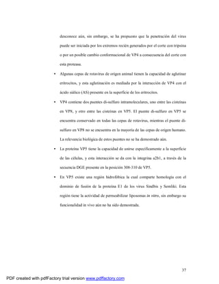 37
desconoce aún, sin embargo, se ha propuesto que la penetración del virus
puede ser iniciada por los extremos recién generados por el corte con tripsina
o por un posible cambio conformacional de VP4 a consecuencia del corte con
esta proteasa.
• Algunas cepas de rotavirus de origen animal tienen la capacidad de aglutinar
eritrocitos, y esta aglutinación es mediada por la interacción de VP4 con el
ácido siálico (AS) presente en la superficie de los eritrocitos.
• VP4 contiene dos puentes di-sulfuro intramoleculares, uno entre las cisteínas
en VP8, y otro entre las cisteínas en VP5. El puente di-sulfuro en VP5 se
encuentra conservado en todas las cepas de rotavirus, mientras el puente di-
sulfuro en VP8 no se encuentra en la mayoría de las cepas de origen humano.
La relevancia biológica de estos puentes no se ha demostrado aún.
• La proteína VP5 tiene la capacidad de unirse específicamente a la superficie
de las células, y esta interacción se da con la integrina a2b1, a través de la
secuencia DGE presente en la posición 308-310 de VP5.
• En VP5 existe una región hidrofóbica la cual comparte homología con el
dominio de fusión de la proteína E1 de los virus Sindbis y Semliki. Esta
región tiene la actividad de permeabilizar liposomas in vitro, sin embargo su
funcionalidad in vivo aún no ha sido demostrada.
PDF created with pdfFactory trial version www.pdffactory.com
 