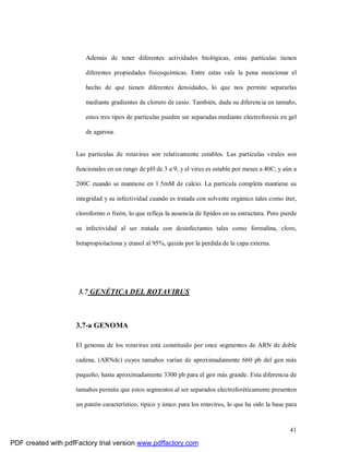 41
Además de tener diferentes actividades biológicas, estas partículas tienen
diferentes propiedades fisicoquímicas. Entre estas vale la pena mencionar el
hecho de que tienen diferentes densidades, lo que nos permite separarlas
mediante gradientes de cloruro de cesio. También, dada su diferencia en tamaño,
estos tres tipos de partículas pueden ser separadas mediante electroforesis en gel
de agarosa.
Las partículas de rotavirus son relativamente estables. Las partículas virales son
funcionales en un rango de pH de 3 a 9, y el virus es estable por meses a 40C, y aún a
200C cuando se mantiene en 1.5mM de calcio. La partícula completa mantiene su
integridad y su infectividad cuando es tratada con solvente orgánico tales como éter,
cloroformo o freón, lo que refleja la ausencia de lípidos en su estructura. Pero pierde
su infectividad al ser tratada con desinfectantes tales como formalina, cloro,
betapropiolactona y etanol al 95%, quizás por la perdida de la capa externa.
3.7 GENÉTICA DEL ROTAVIRUS
3.7-a GENOMA
El genoma de los rotavirus está constituido por once segmentos de ARN de doble
cadena, (ARNdc) cuyos tamaños varían de aproximadamente 660 pb del gen más
pequeño, hasta aproximadamente 3300 pb para el gen más grande. Esta diferencia de
tamaños permite que estos segmentos al ser separados electroforéticamente presenten
un patrón característico, típico y único para los rotavirus, lo que ha sido la base para
PDF created with pdfFactory trial version www.pdffactory.com
 