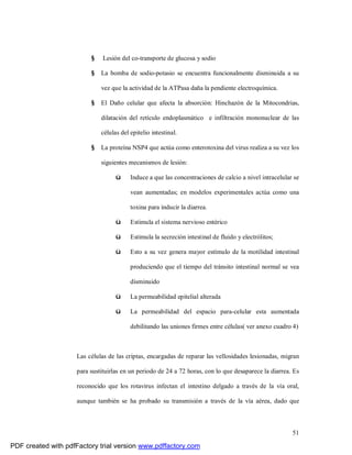 51
§ Lesión del co-transporte de glucosa y sodio
§ La bomba de sodio-potasio se encuentra funcionalmente disminuida a su
vez que la actividad de la ATPasa daña la pendiente electroquímica.
§ El Daño celular que afecta la absorción: Hinchazón de la Mitocondrias,
dilatación del retículo endoplasmático e infiltración mononuclear de las
células del epitelio intestinal.
§ La proteína NSP4 que actúa como enterotoxina del virus realiza a su vez los
siguientes mecanismos de lesión:
ü Induce a que las concentraciones de calcio a nivel intracelular se
vean aumentadas; en modelos experimentales actúa como una
toxina para inducir la diarrea.
ü Estimula el sistema nervioso entérico
ü Estimula la secreción intestinal de fluido y electrólitos;
ü Esto a su vez genera mayor estímulo de la motilidad intestinal
produciendo que el tiempo del tránsito intestinal normal se vea
disminuido
ü La permeabilidad epitelial alterada
ü La permeabilidad del espacio para-celular esta aumentada
debilitando las uniones firmes entre células( ver anexo cuadro 4)
Las células de las criptas, encargadas de reparar las vellosidades lesionadas, migran
para sustituirlas en un periodo de 24 a 72 horas, con lo que desaparece la diarrea. Es
reconocido que los rotavirus infectan el intestino delgado a través de la vía oral,
aunque también se ha probado su transmisión a través de la vía aérea, dado que
PDF created with pdfFactory trial version www.pdffactory.com
 
