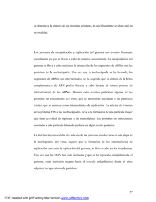 57
se disminuye la síntesis de las proteínas celulares, la cual finalmente se abate casi en
su totalidad.
Los procesos de encapsidación y replicación del genoma son eventos finamente
coordinados ya que se llevan a cabo de manera concomitante. La encapsidación del
genoma se lleva a cabo mediante la interacción de los segmentos de ARNm con las
proteínas de la nucleocápside. Una vez que la nucleocápside se ha formado, los
segmentos de ARNm son internalizados; se ha sugerido que la síntesis de la hebra
complementaria de ARN podría llevarse a cabo durante el mismo proceso de
internalización de los ARNm. Durante estos eventos participan algunas de las
proteínas no estructurales del virus, que se encuentran asociadas a las partículas
virales, que se conocen como intermediarios de replicación. La adición de trímeros
de la proteína VP6 a las nucleocápsides, lleva a la formación de una partícula mayor
que tiene actividad de replicasa y de transcriptasa. Las proteínas no estructurales
asociadas a esta partícula deben de perderse en algún evento posterior.
La distribución intracelular de cada una de las proteínas involucradas en esta etapa de
la morfogénesis del virus, sugiere que la formación de los intermediarios de
replicación, así como la replicación del genoma, se lleva a cabo en los viroplasmas.
Una vez que las DLPs han sido formadas y que se ha replicado completamente el
genoma, estas partículas migran hacia el retículo endoplásmico donde el virus
adquiere la capa externa de proteínas.
PDF created with pdfFactory trial version www.pdffactory.com
 
