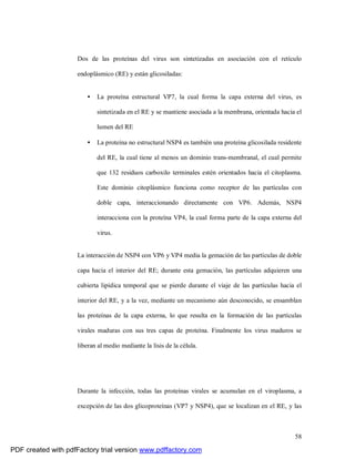58
Dos de las proteínas del virus son sintetizadas en asociación con el retículo
endoplásmico (RE) y están glicosiladas:
• La proteína estructural VP7, la cual forma la capa externa del virus, es
sintetizada en el RE y se mantiene asociada a la membrana, orientada hacia el
lumen del RE
• La proteína no estructural NSP4 es también una proteína glicosilada residente
del RE, la cual tiene al menos un dominio trans-membranal, el cual permite
que 132 residuos carboxilo terminales estén orientados hacia el citoplasma.
Este dominio citoplásmico funciona como receptor de las partículas con
doble capa, interaccionando directamente con VP6. Además, NSP4
interacciona con la proteína VP4, la cual forma parte de la capa externa del
virus.
La interacción de NSP4 con VP6 y VP4 media la gemación de las partículas de doble
capa hacia el interior del RE; durante esta gemación, las partículas adquieren una
cubierta lipídica temporal que se pierde durante el viaje de las partículas hacia el
interior del RE, y a la vez, mediante un mecanismo aún desconocido, se ensamblan
las proteínas de la capa externa, lo que resulta en la formación de las partículas
virales maduras con sus tres capas de proteína. Finalmente los virus maduros se
liberan al medio mediante la lísis de la célula.
Durante la infección, todas las proteínas virales se acumulan en el viroplasma, a
excepción de las dos glicoproteínas (VP7 y NSP4), que se localizan en el RE, y las
PDF created with pdfFactory trial version www.pdffactory.com
 