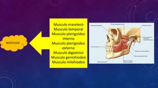 Musculo masetero
Musculo temporal
Musculo pterigoideo
interno
Musculo pterigoideo
externo
Musculo digastrico
Musculo geniohiodeo
Musculo milohiodeo
MUSCULOS
 
