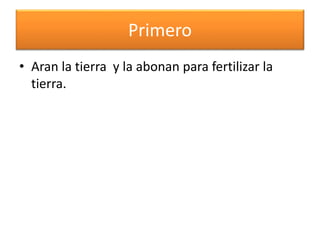 Primero
• Aran la tierra y la abonan para fertilizar la
tierra.