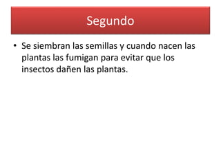 Segundo
• Se siembran las semillas y cuando nacen las
plantas las fumigan para evitar que los
insectos dañen las plantas.